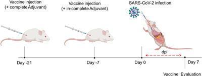 COVID-19 spike polypeptide vaccine reduces the pathogenesis and viral infection in a mouse model of SARS-CoV-2